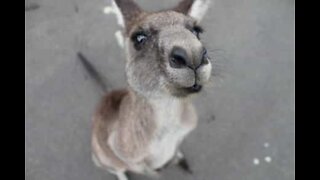 Wallaby stops traffic on Harbour Bridge in Syndey