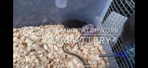 Gen 2 Dumbo Patchwork Rat Babies