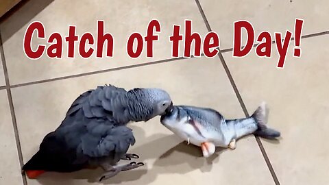 Curious Parrot Gets The Catch Of The Day!