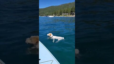 Ares finally accepted the invitation after swimming nonstop more than one mile in lake Tahoe!