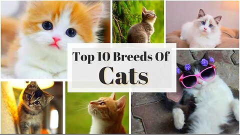 Purr-fect Companions | Top 10 Cat Breeds in the World