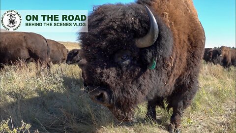 That's Close Enough Bud! | Herding Bison on Quads...