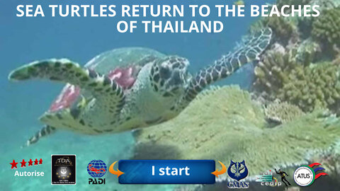 🤿 Sea #turtles return to the beaches of Thailand
