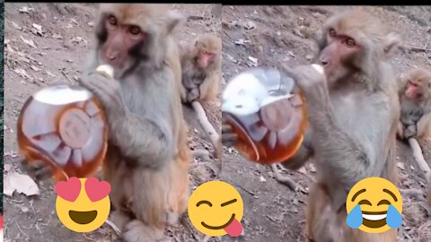 Monkey drink alcohol 😂 Try to not laugh 🙈