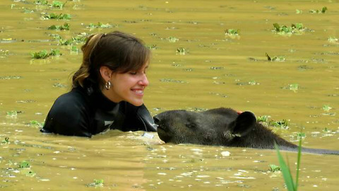 Rescued tapir loves to swim with caretaker