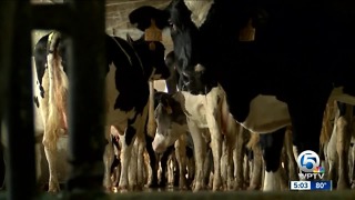 Inside Larson Dairy Farms