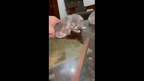 Cute gray persian kittens meowing!