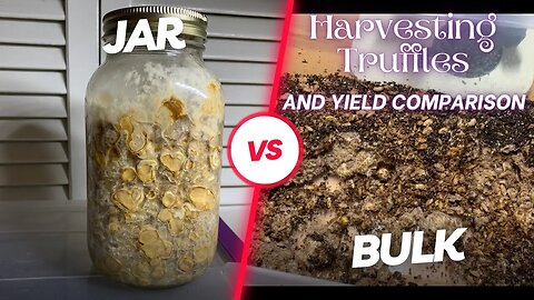 Harvesting Truffle Jars PLUS Bulk vs. Jar Yield Comparison! Should You Go Bulk with Sclerotia?