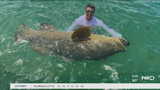 GOLIATH GROUPER