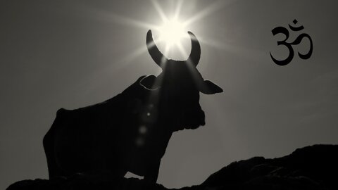 Sacred Cows and Why Eating Bugs is Dangerous