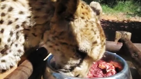 Old rescued cheetah having lunch