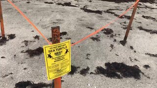 More than 100 sea turtle nests lost during Tropical Storm Isaias