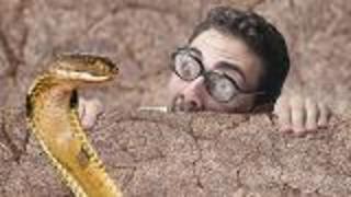Snakes Influence Evolution of Eyesight