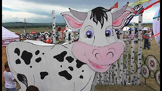 Cow for milk milking training