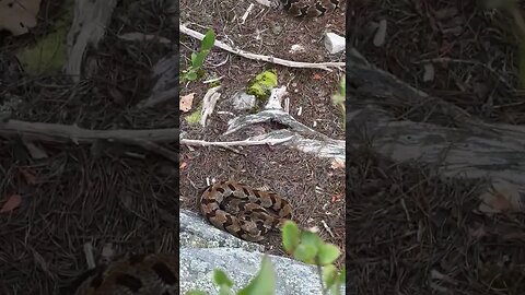 TWO RATTLESNAKES on a cliff!!! #snakes #shorts #herping