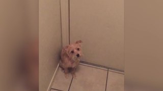 Precious Dog Doesn't Want To Let Her Hooman Friend Go Outside