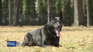 K9 handler explains a police dog's value