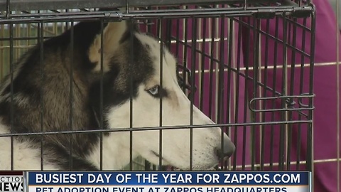 Pet adoption event at Zappos