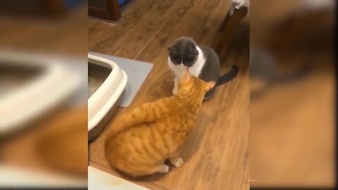 Two cats react to each other