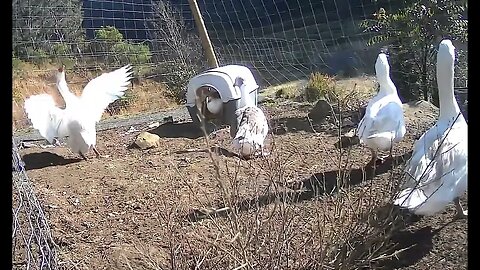 Home bred goose lays her first egg while the flock protects her