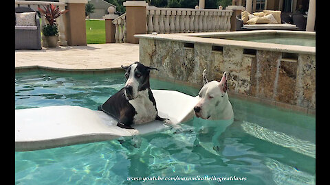 Summer-loving Great Danes loves to lounge in the pool
