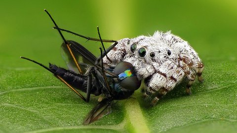Rainforest jumping spider feasts on long-legged fly
