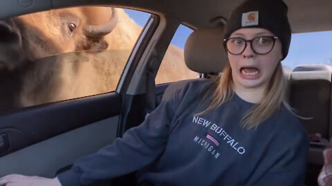Girl Was Shocked When Bison Comes At Car Window