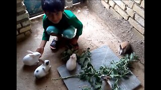 Milad gives the rabbits food
