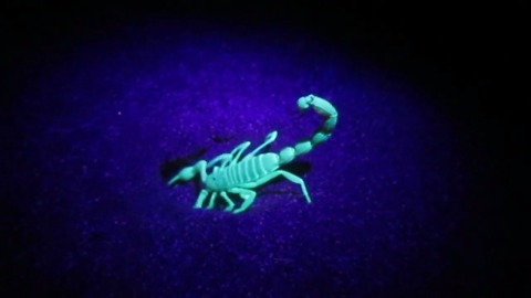 Scorpion glowing in the UV light