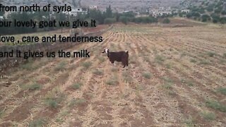 A video from the heart of the Syrian suffering My lovely goat is Heidi