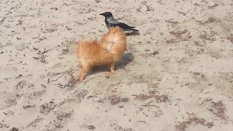 Incredible instant friendship between wild crow and dog