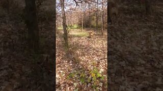 running through the woods