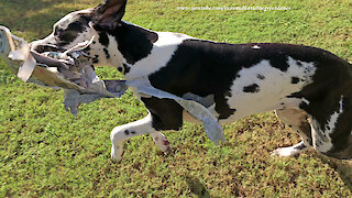 Great Dane does more tearing than delivering of newspaper