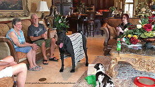 Great Dane and New Puppy Enjoy a Visit with Friends