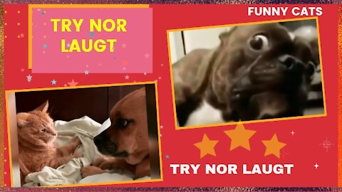 Funny and Fun Animals Try Not to Laugh ...