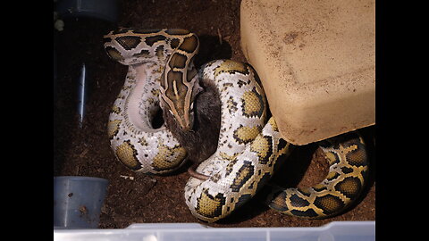 Rat attached to Burmese pythons head