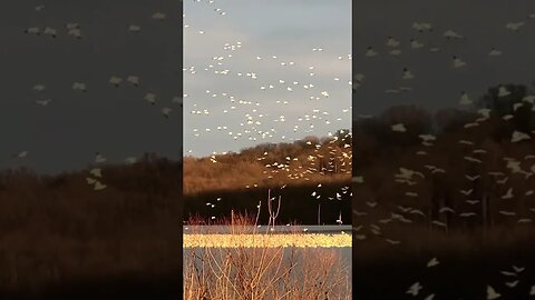 Have you ever seen and heard thousands of birds overhead?? Take a look!
