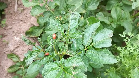 War against Beetles Eating up my plants😡😤| #farming #food #video #viral #viralvideo #vlog #like