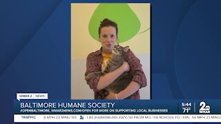 Jerome the cat is up for adoption at the Baltimore Humane Society