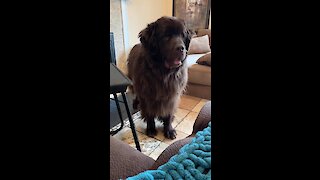 Newfoundland sweetly backs down after barking at owner