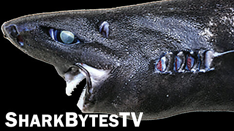 Shark Bytes TV Ep 19, Glow in the Dark Ninja Shark Discovered - Submarine Sharks Caught on Camera