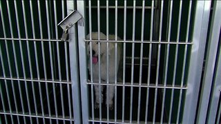 Push for change at Palm Beach County Animal Care and Control