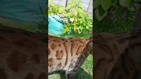 Thinking of getting a bengal cat? Watch this!