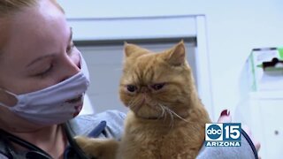 VCA Animal Referral & Emergency Center of Arizona gives us a look inside the surgery department