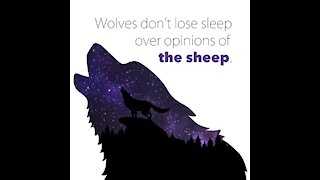 Wolves Quotes [GMG Originals]