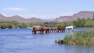 SHH! 6 secrets about Salt River Wild Horses - ABC15 Digital