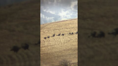 That’s a lot of flock’in turkeys!!!