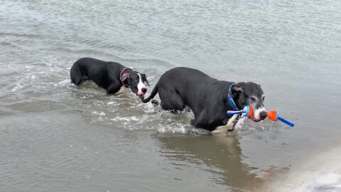 Great Dane puppy gets fired from beach toy fetching job