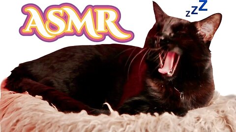 ASMR Gina Carla 🐱 In Case You Need a Cat for Sleep!