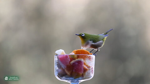 Cute Bird, "Warbling white-eye" eating fruits